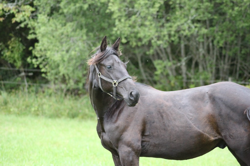 Bosse Bee, Prince L's vinstrikaste avkomma. u Sierra Rapida e Express Ride