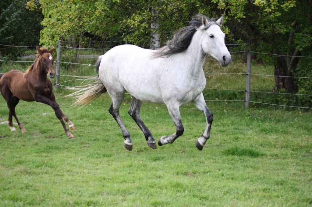 Till salu
Connemarasto f 14. e Hagens Zephyr ue. RollsRoyce
Utb LC/LC