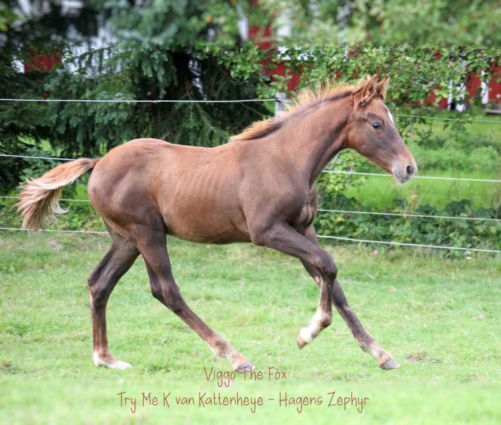 Hoppföl till salu
Hingstföl f 23 Try Me K van Kattenheye - Connemara